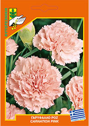 Geniki Fytotechniki Athinon Seeds Clove Pink