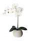 Createur D'interieur Orchid in Pot 50cm Atmosphera