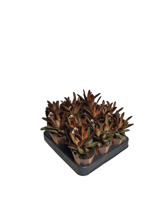 Kalanchoe Schokoladen Soldat 6,5cm