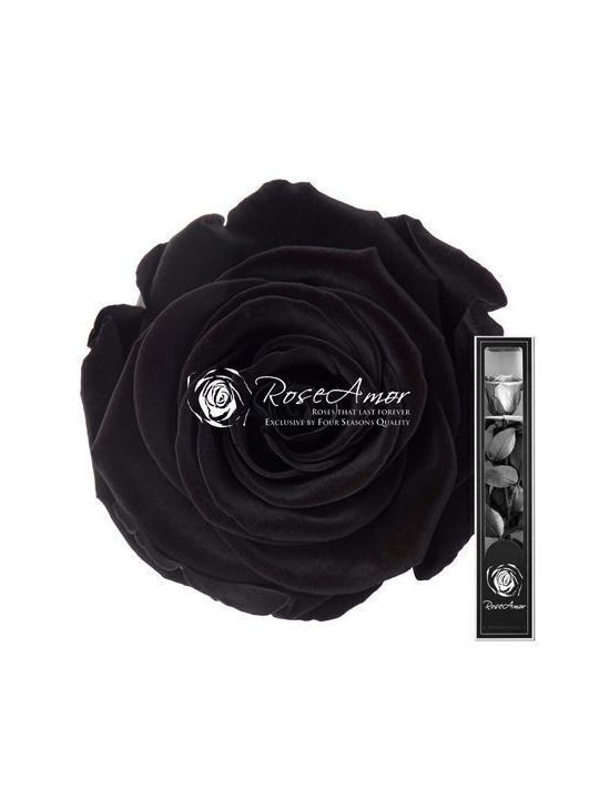 Παντοτινό Τριαντάφυλλο Μαύρο 30cm Fankon Flowers