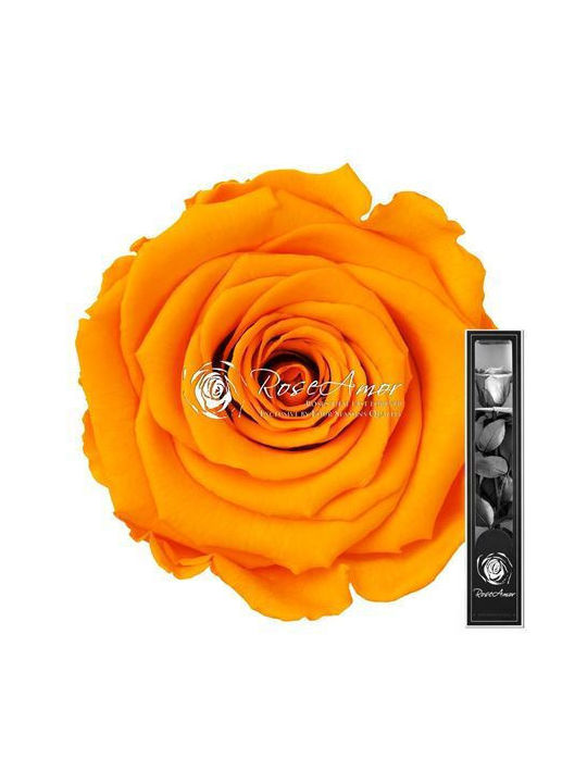 Παντοτινό Τριαντάφυλλο Κίτρινο 30cm Fankon Flowers