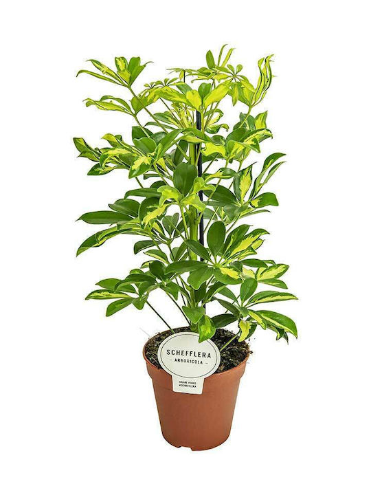 Schefflera 'gerda' 13cm