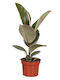 Ficus 'tineke' 12cm