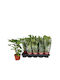 Fatsia Japonica 12cm