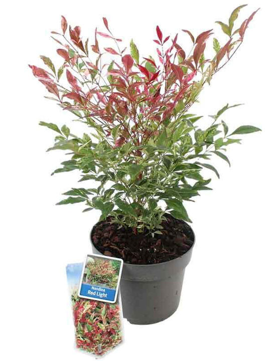 Nandina 'red Light' 17cm