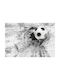 Decowalls Kids Wallpaper L260xH390cm