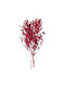 Dried Plant Red Nuova Vita