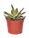 Agave 'quadricolor' 13cm