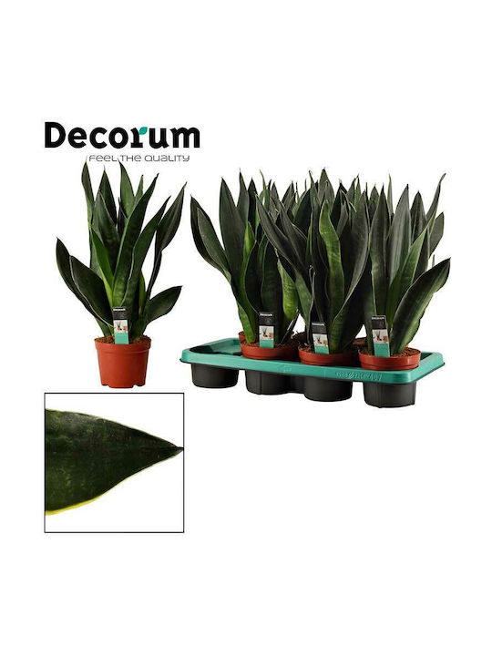 Sansevieria 'Black Diamond' 12cm
