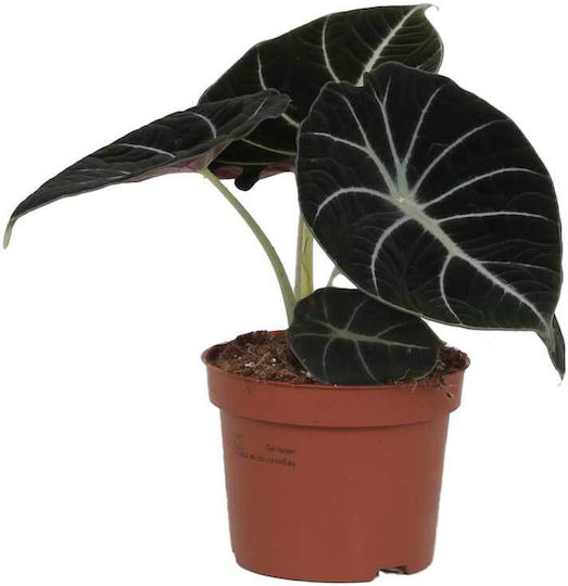 Alocasia 'Black Velvet' 12cm