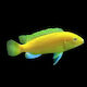 Labidochromis Caeruleus Albino 10-12cm