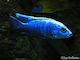 Scianochromis Fryeri 5-7 cm