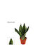 Sansevieria 'grey Stripe' 14cm