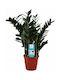 Zamioculcas Zamiifolia 14cm
