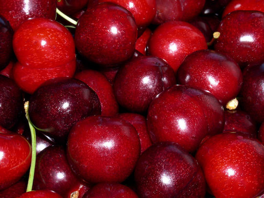 Δέντρο Κερασι Gi Red