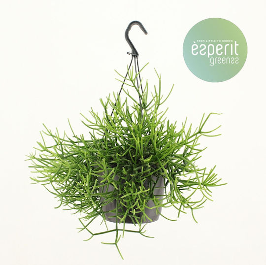 Ριψαλίδα Rhipsalis Heteroclada Hanging Pot