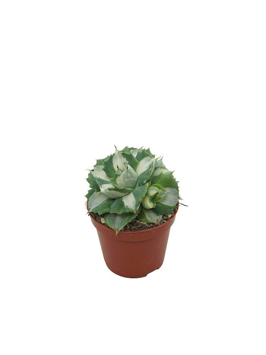 Agave Cv Ouhi-raijin Variegata 8.5cm