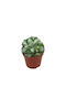 Agave Cv Ouhi-raijin Variegata 8.5cm