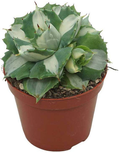 Agave Cv Ouhi-raijin Variegata 8,5 cm