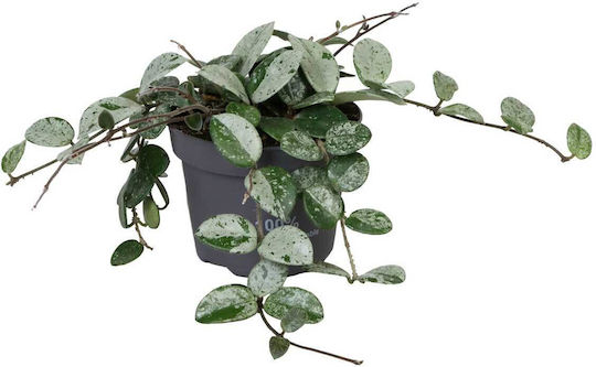 Hoya Mathilde 'splash' 12cm