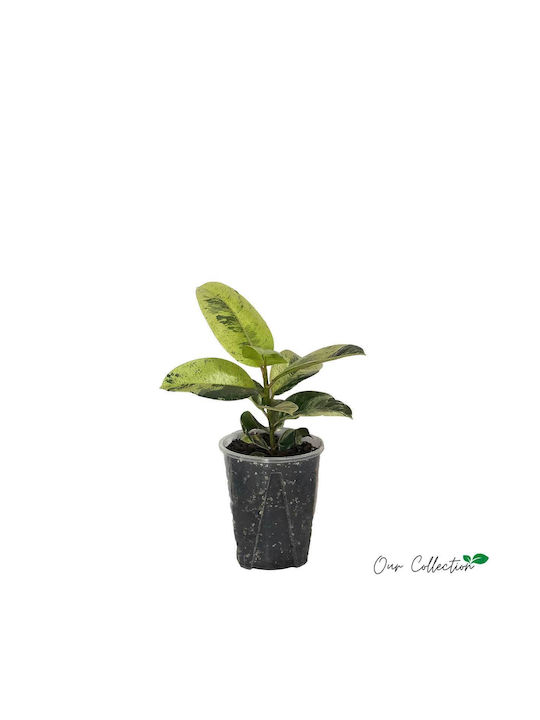 Ficus 'schrijveriana' 16cm