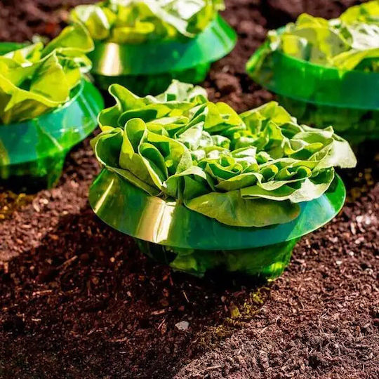 Vegetable Lettuce Protection 10 Pieces