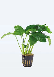 Anubias Barteri Var Barteri