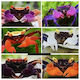 Assorted Vampire Crab 2cm Διάφορα Χρώματα