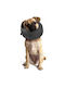 Grande Finale Hundehalsband aus in Schwarz Farbe XXLarge 47cm