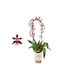 Oncidium Cherry Baby Αρωματικη