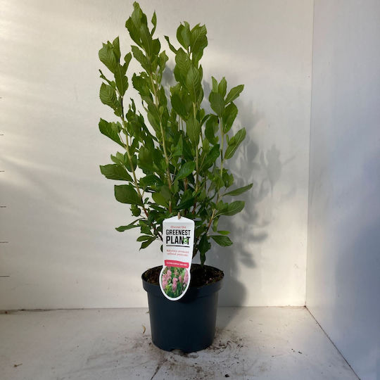 Ardei Dulce sau Dulceața Verii Clethra Alnifolia "Ruby Spice" Parfumat