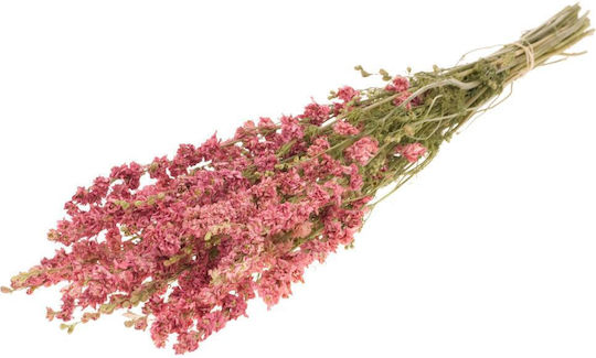 Dried Plant Delphinium Natural Pink Fankon Flowers