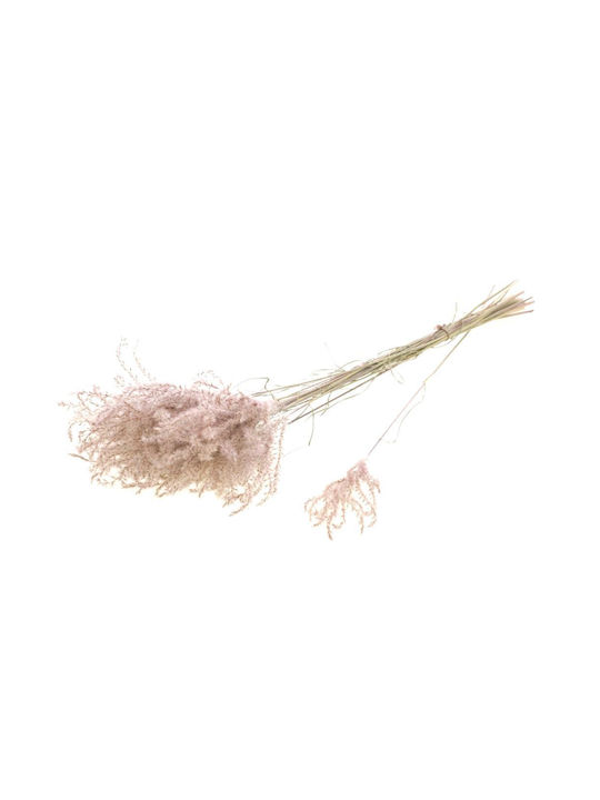 Αποξηραμένο Φυτό Fluffy Reed Grass Natural Pink Fankon Flowers