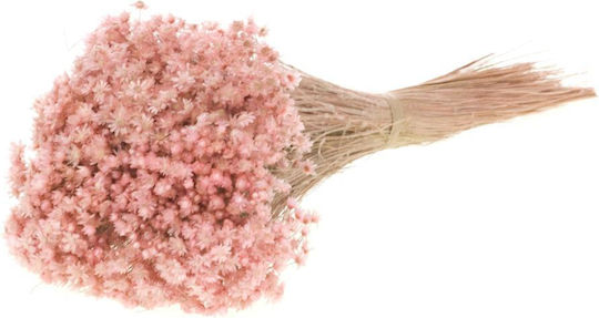 Plantă Uscată Marcela Pink Misty Fankon Flowers