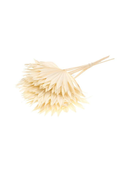 Αποξηραμένο Φυτό Palm sun Bleached White Fankon Flowers