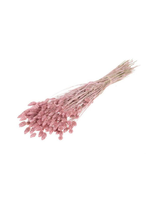 Getrocknete Pflanze Phalaris Pink Misty Fankon Flowers