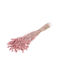 Getrocknete Pflanze Phalaris Pink Misty Fankon Flowers