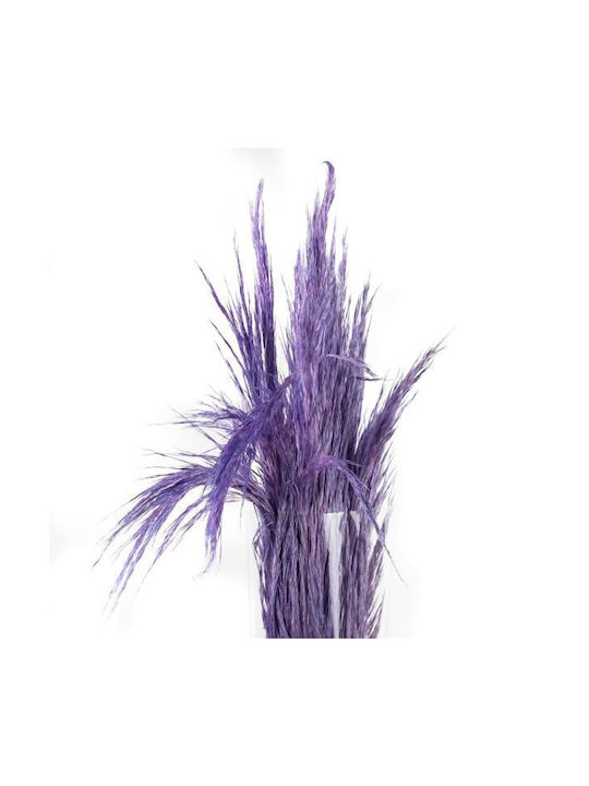 Dried Plant Pampas Grass Preserved Baby Light V...