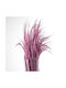 Dried Plant Pampas Grass Preserved Serenity 5pcs Fankon Flowers