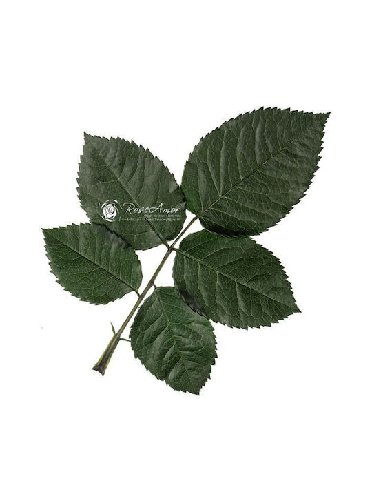 Dekorative künstliche Pflanze Grün 10Stück Fankon Flowers