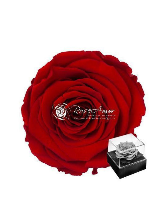 Ewige Rose Rot Fankon Flowers