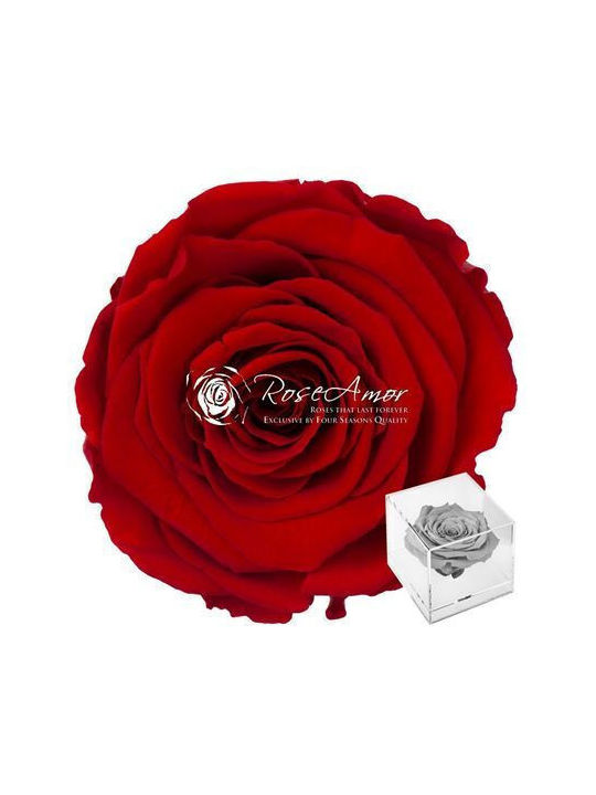 Ewige Rose Rot Fankon Flowers