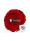 Ewige Rose Rot Fankon Flowers