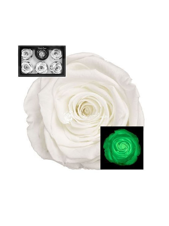 Ewige Rose Glow Green White 6Stück Fankon Flowers