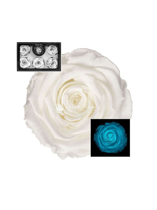 Ewige Rose Glow Tiffany White 6Stück Fankon Flowers