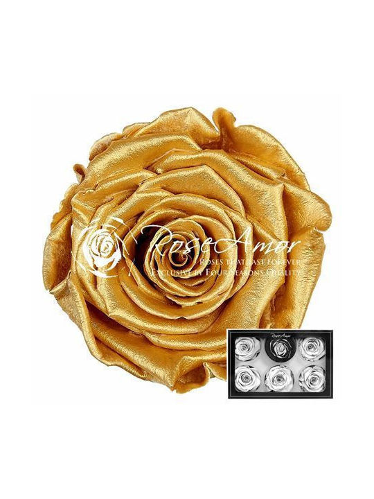 Ewige Rose Pearl Toffee 6Stück Fankon Flowers