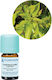Florihana Camphor (white) Biologisch Ätherisches Öl 5gr
