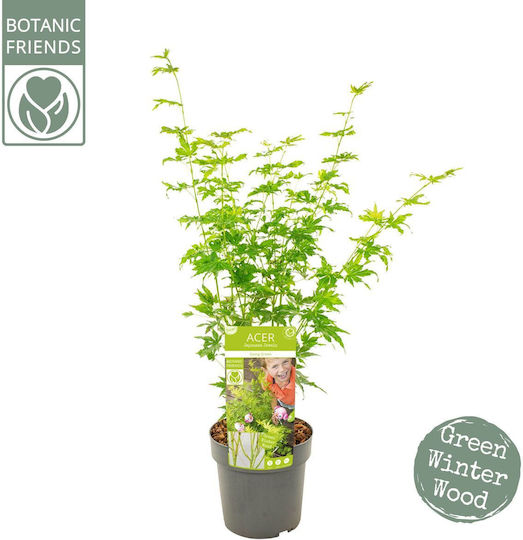 Acer Palmatum "Going Green"