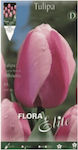 Gemma Bulb Tulipς Pink