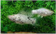 Molly Velifera Dalmatian M
